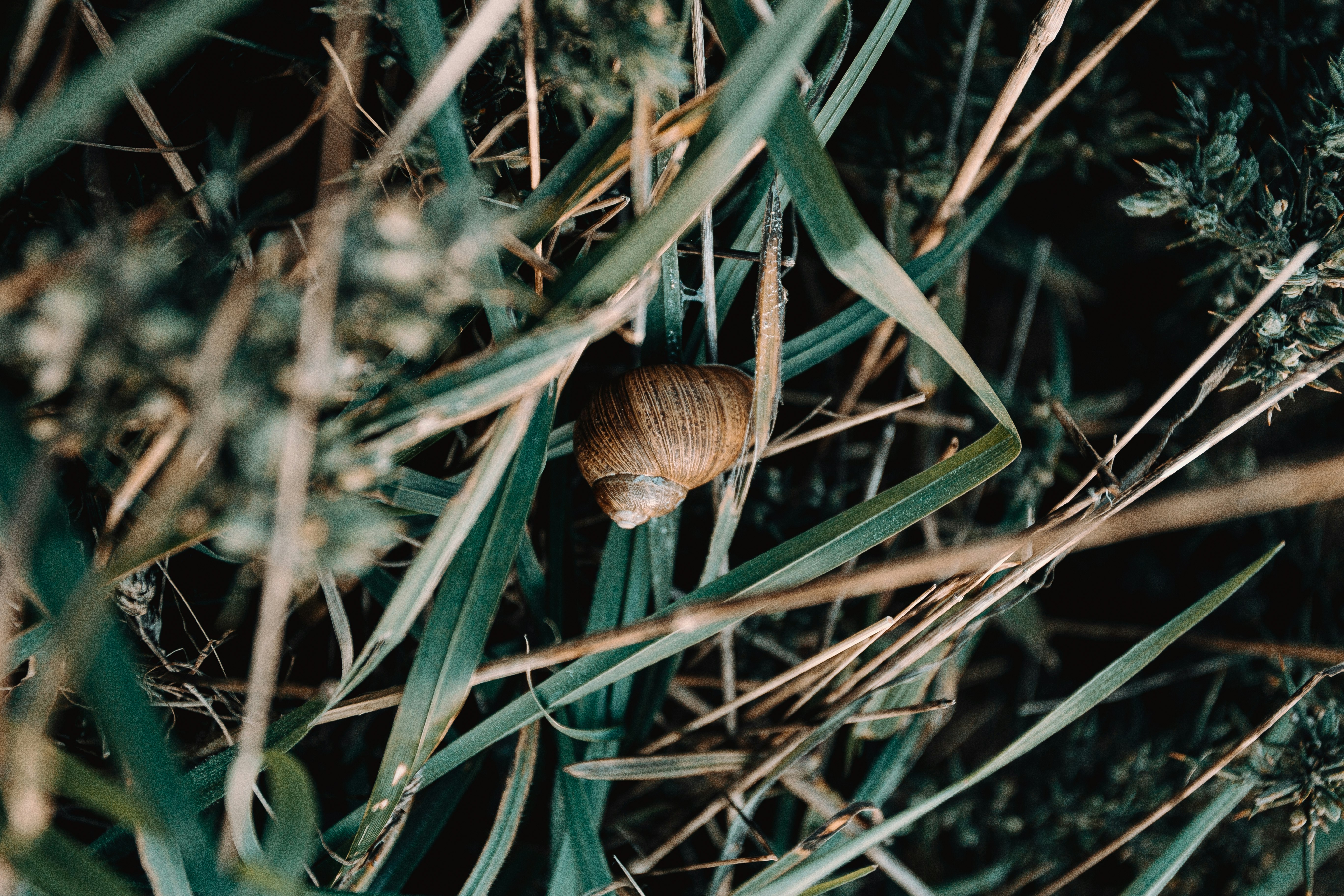 brown and white snail on green grass